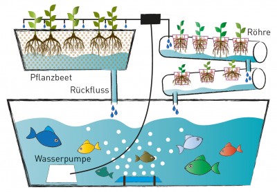 Aquaponik Schema