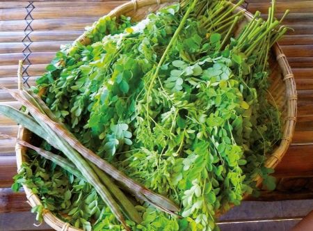 Moringa